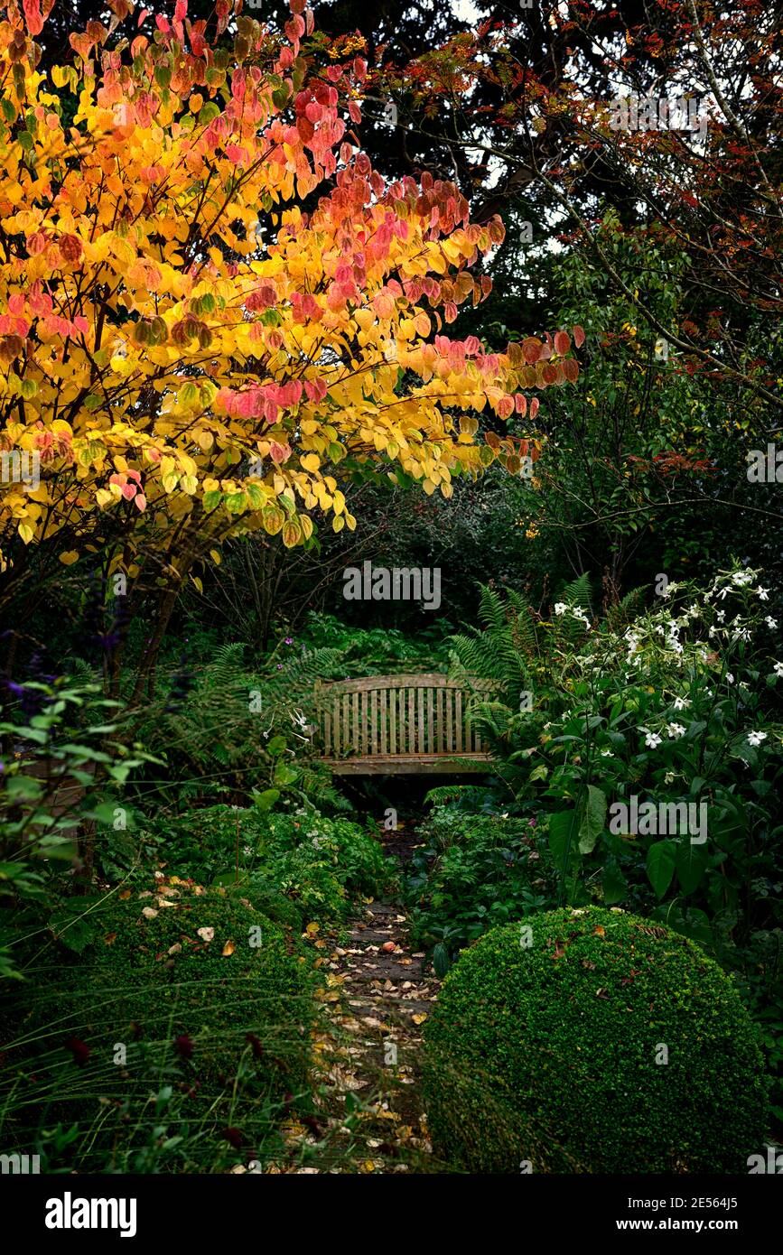 Cercidiphyllum japonicum Heronswood Globe,katsura Heronswood Globe,Golden yellow leaves,Golden yellow orange follaje,otoño,otoñal,otoño,colores,colo Foto de stock