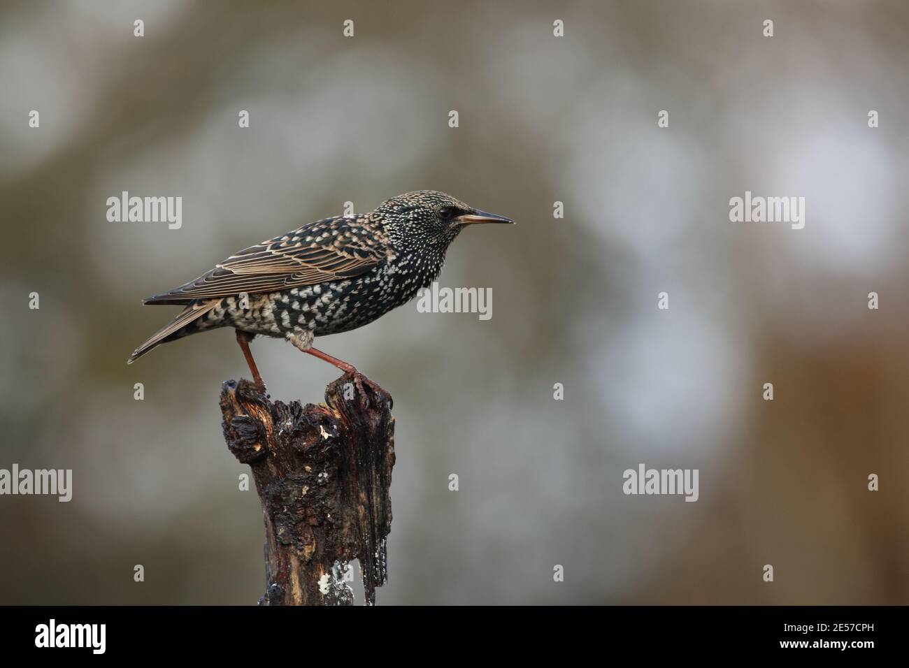 starling (starnus vulgaris) Foto de stock