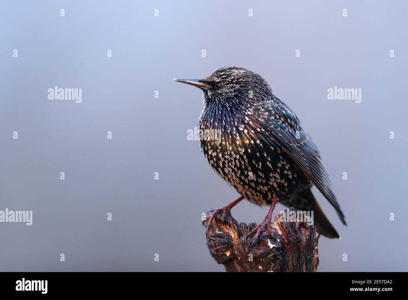 starling (starnus vulgaris) Foto de stock