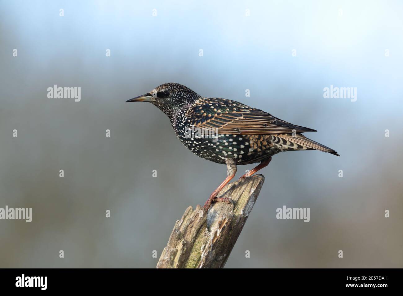 starling (starnus vulgaris) Foto de stock