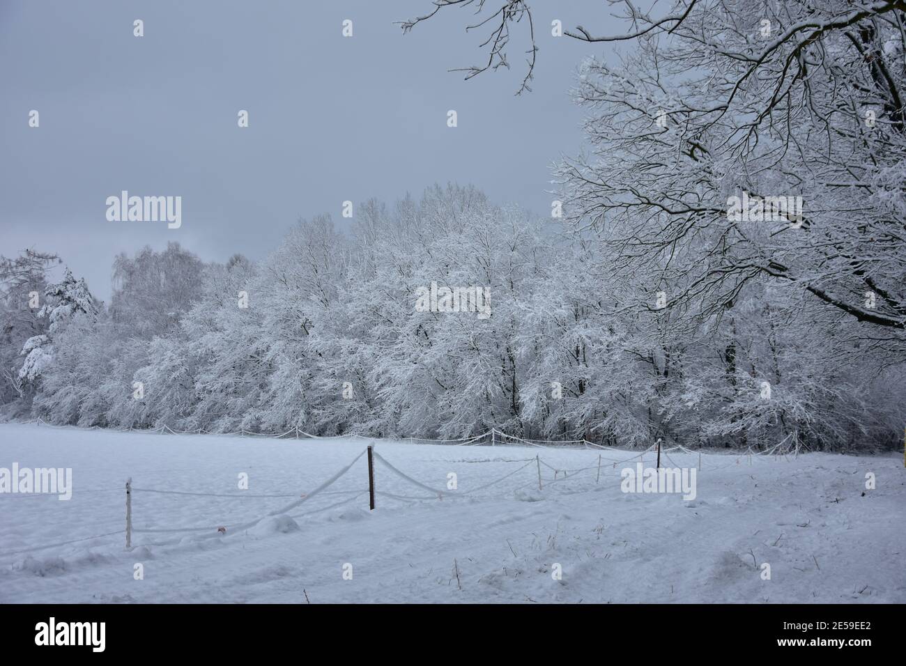 Paisaje invernal, bosque en un abrigo blanco de invierno por la mañana. Foto de stock