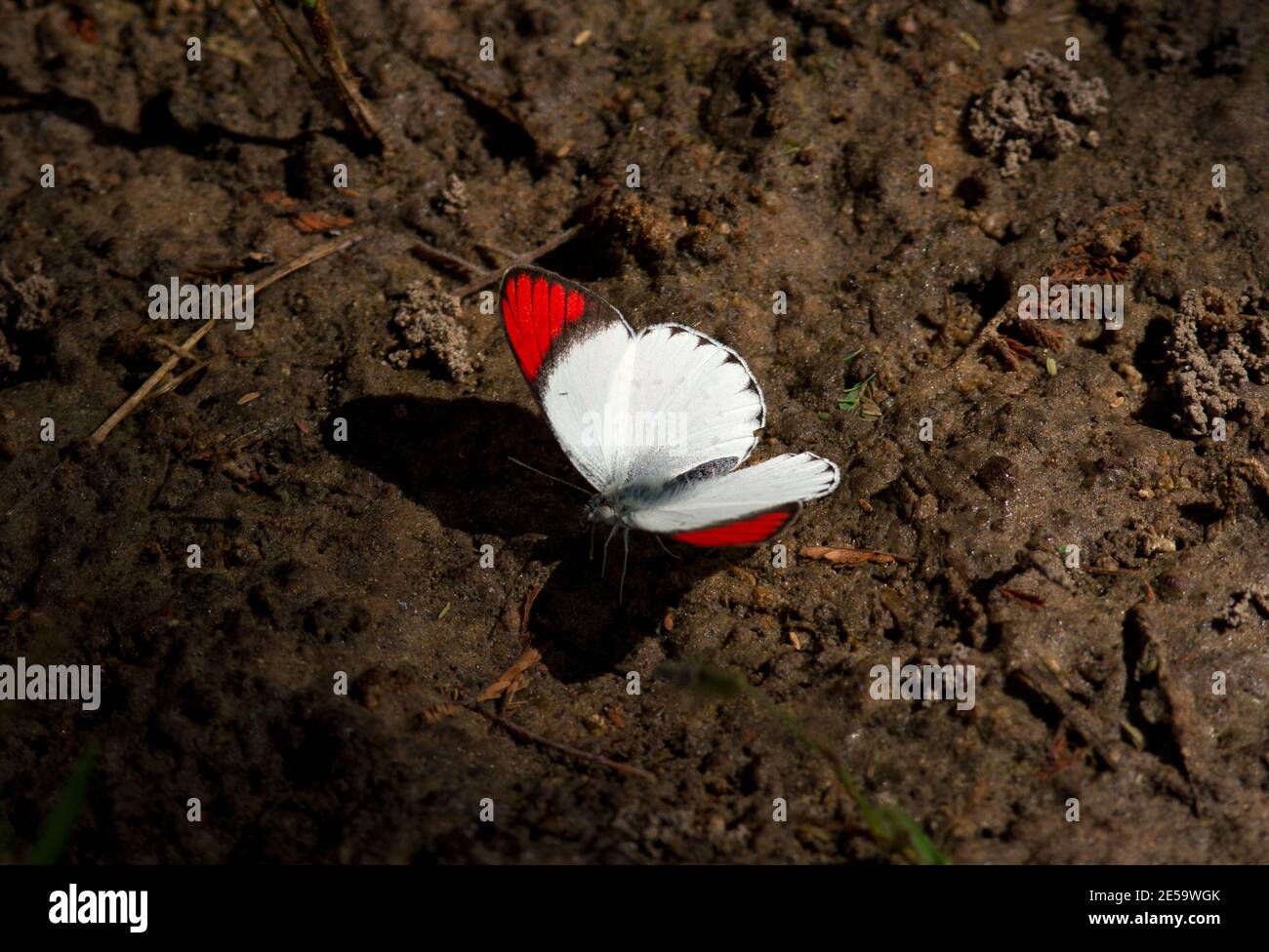 Una mariposa de colores brillantes y llamativa, el macho Scarlet Tip es activo flutaming de flor a flor sorber néctar o chupar la humedad Foto de stock