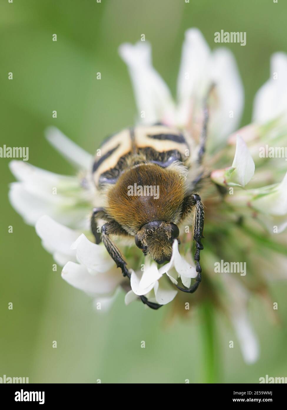 Beetle de la abeja, Trichus fasciatus, mimando a la abeja, un ejemplo de mimetismo de Batesian Foto de stock