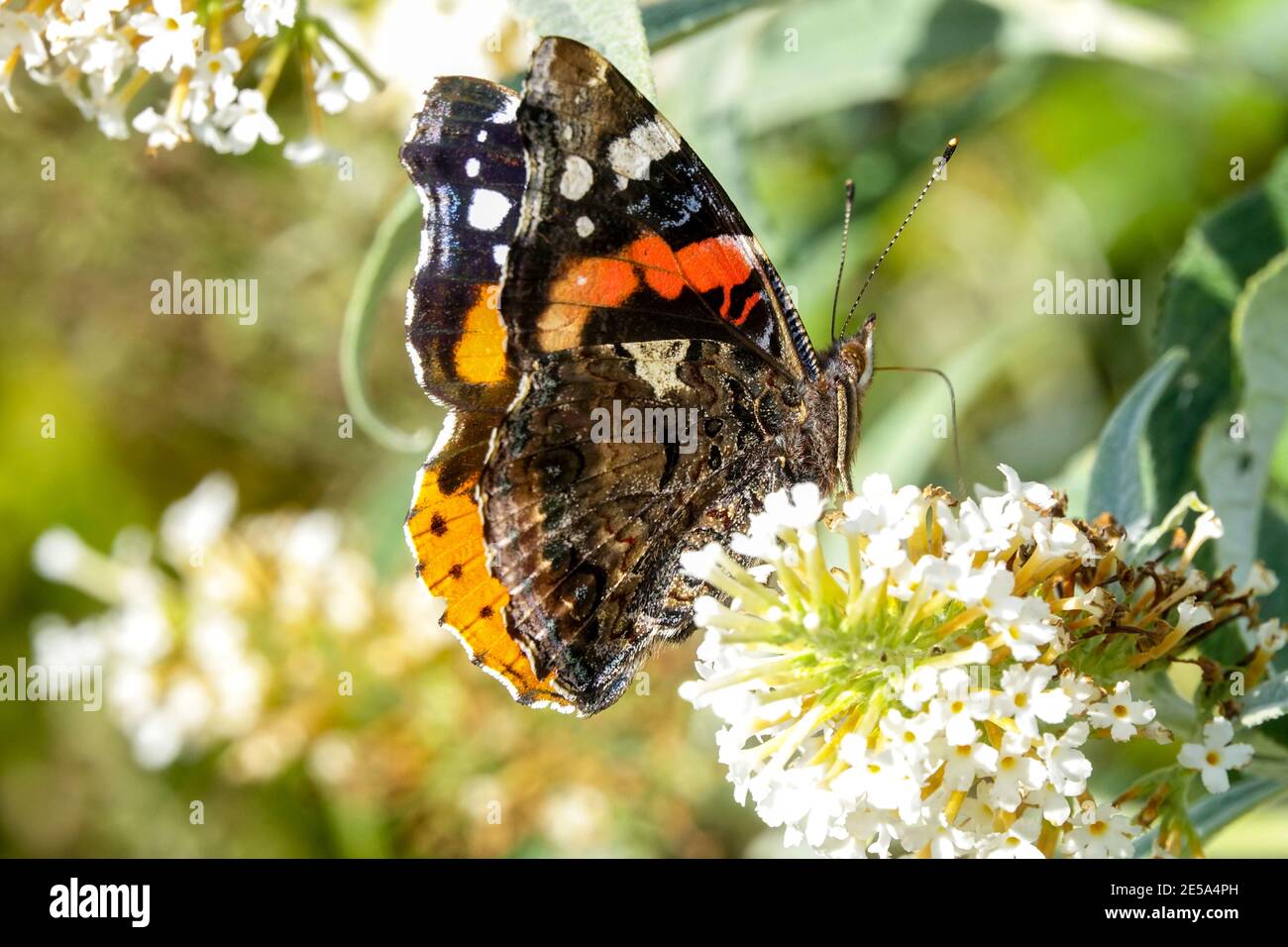 Almirante rojo mariposa Vanessa atalanta en flor Foto de stock