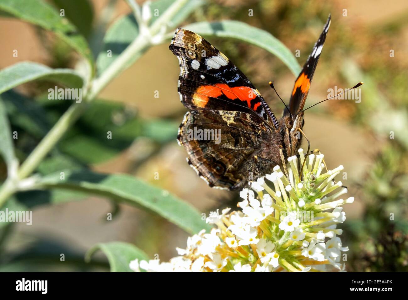 Mariposa de almirante rojo Vanessa atalanta sobre flor Butterfly Bush floreciendo arbusto Foto de stock