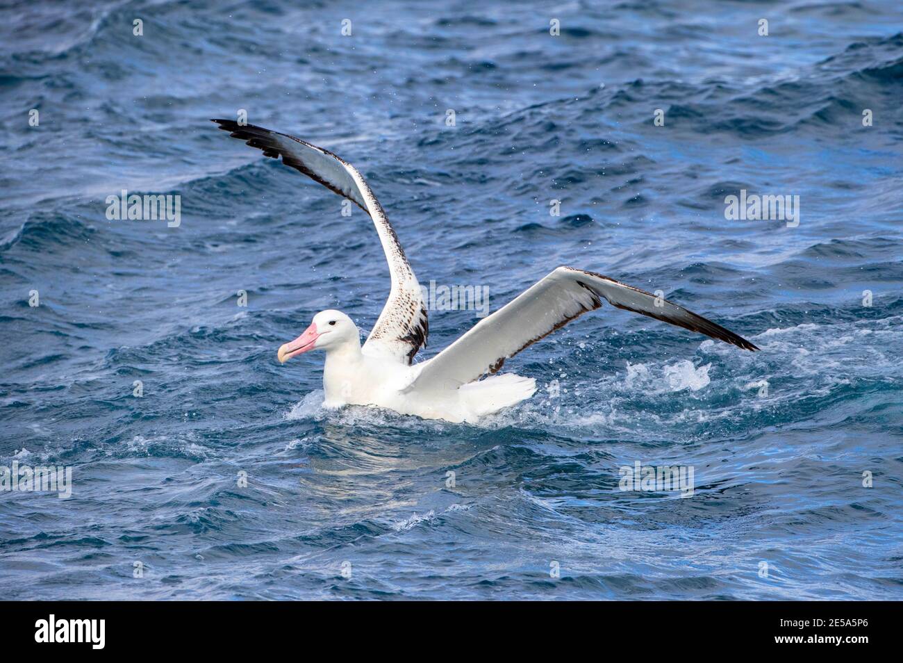Albatros Real, Albatros Real Sur (Diomedea epomophora), desembarco de adultos en el mar, Nueva Zelanda, Islas Auckland Foto de stock