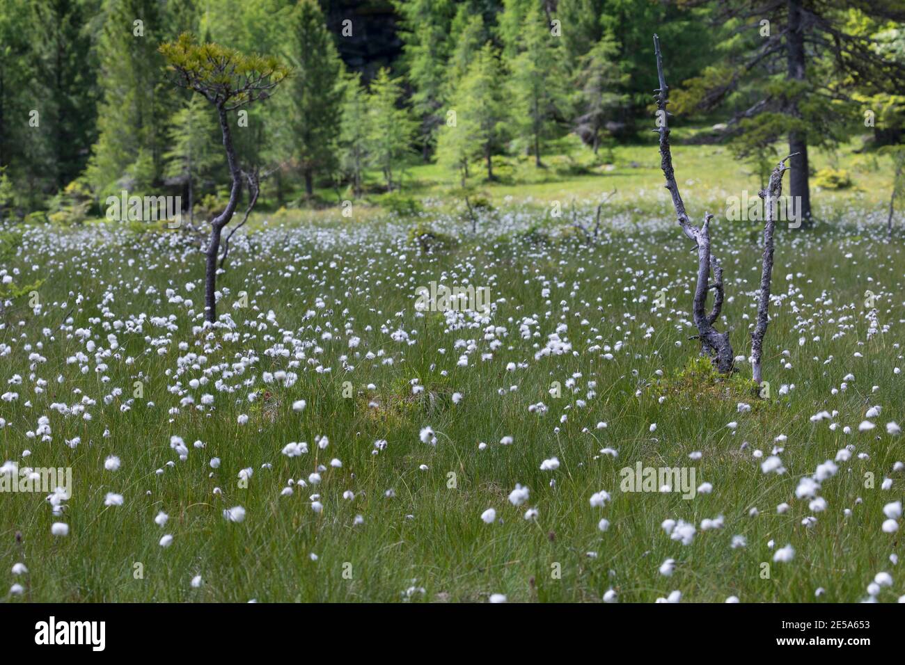 Hierba de cola de liebre, hierba de algodón de Tussock, cotonsedge (eriophorum vaginatum), fructificado, Alemania Foto de stock