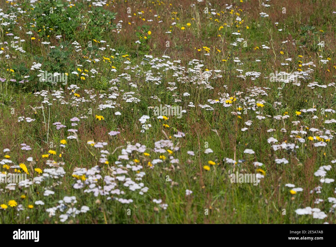 Yarrow común, milfoil (Achillea millefolium), floreciendo en un prado, Islandia Foto de stock