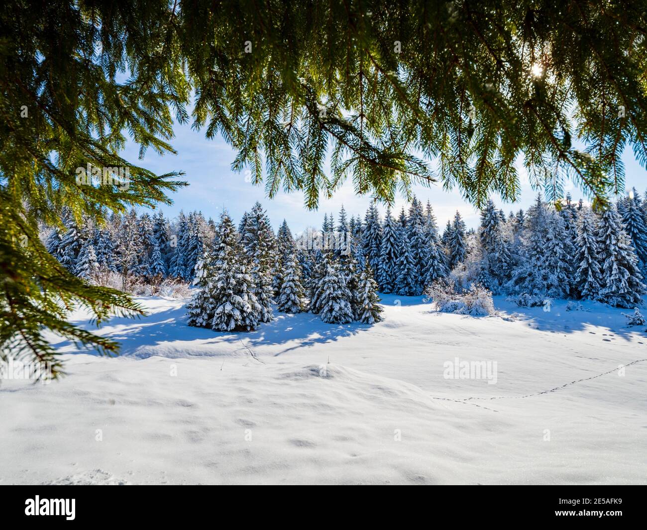 Paisaje paisaje árboles perennes cuesta arriba campo llano vista panorámica en invierno bajo cubierta de nieve en el condado de Gorski Kotar, Platak en Croacia Europa Foto de stock