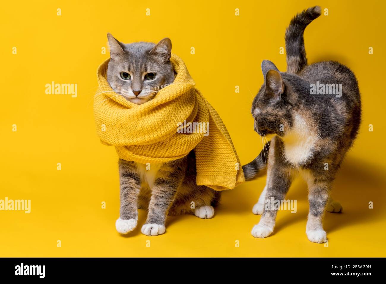 Bufanda Diseño Gato  Color Amarillo 