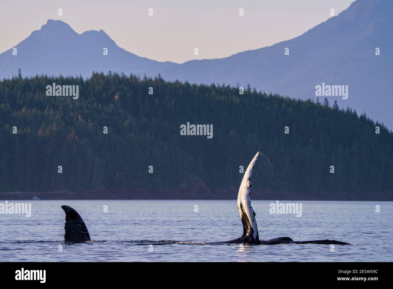 Dos ballenas jorobadas socializando en Blackfish Sound mostrando su aleta y cola-fluke, frente al norte de la isla de Vancouver, Territorio de las primeras Naciones, británico Foto de stock