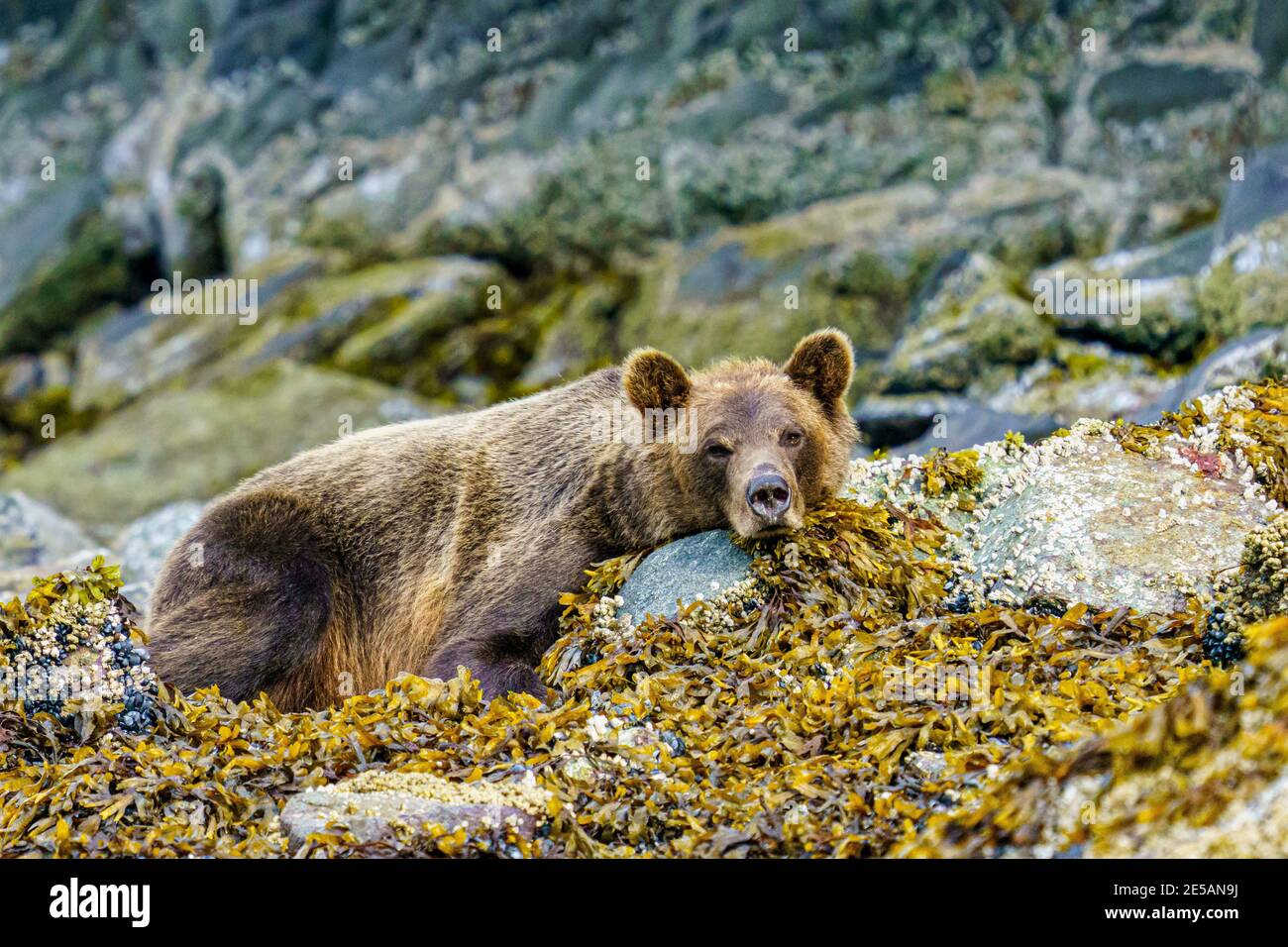 Oso grizzly costero (oso marrón) descansando a lo largo de la línea de marea baja en la Isla Tomakstum en la ensenada Knight, el bosque pluvial Great Bear, Territorio de las primeras Naciones, Foto de stock