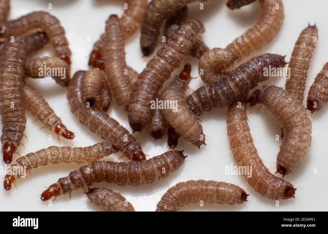 Gusanos pequeños encontrados en el alimento seco del perro/Kibble que