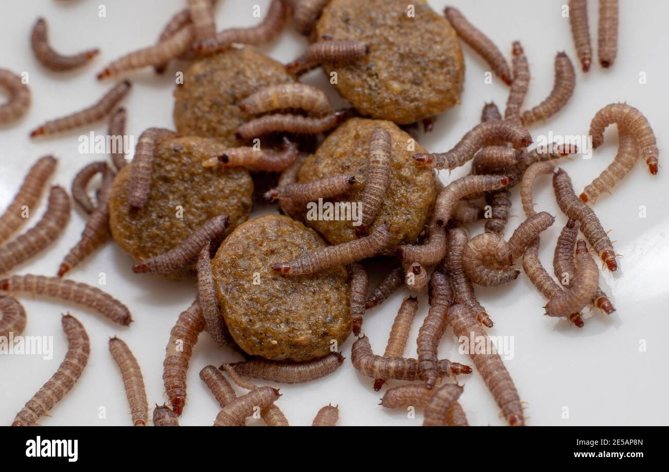 Gusanos pequeños encontrados en el alimento seco del perro/Kibble que mide  cerca de 1cm en longitud Fotografía de stock - Alamy
