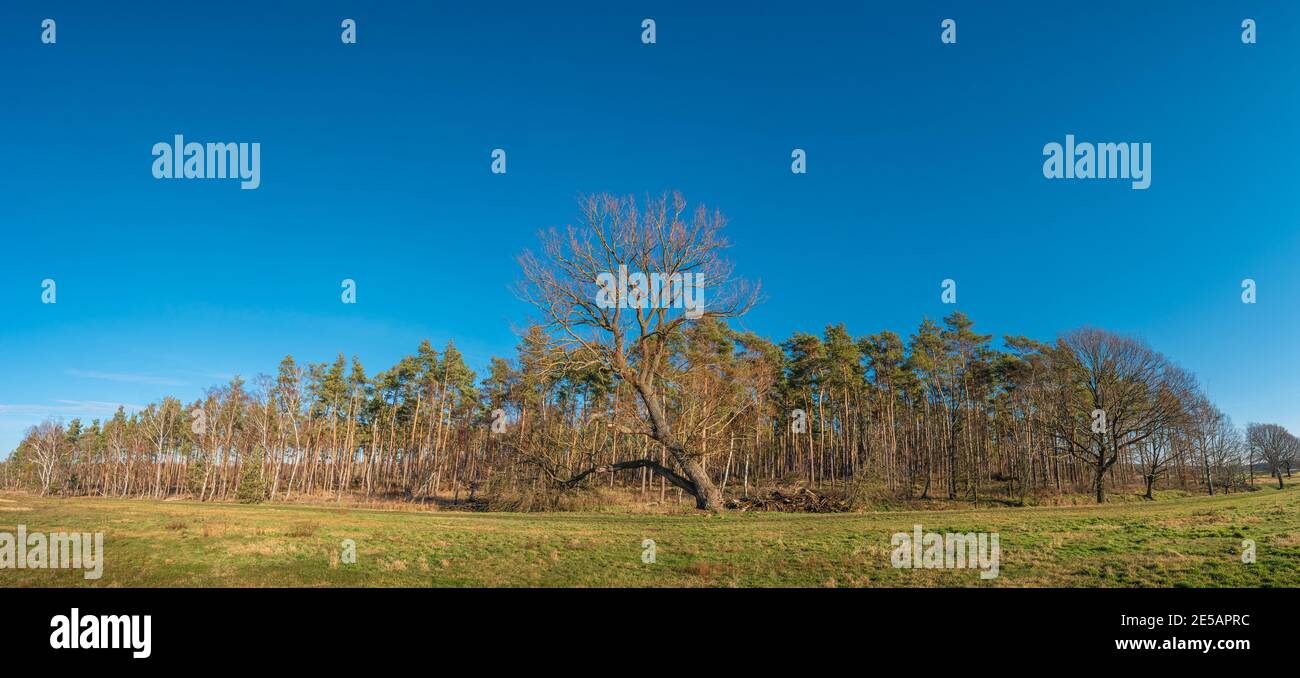 Vista panorámica del bosque de pinos salvajes a de la primavera y el viejo árbol solitario de hoja caduca, cerca de Magdeburg, Alemania, día soleado, cielo azul Fotografía de -