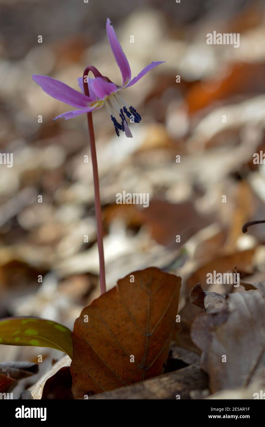 Violeta diente de perro o el diente de perro violeta, invierno tardío o  primavera temprana planta en familia lirio con flor lila y ovate o hoja  lanceolate, bulbo blanco Fotografía de stock -