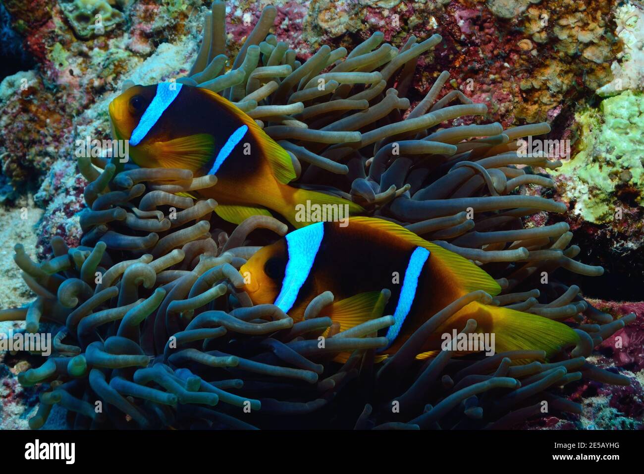 Amphiprion bicinctus, anémonefish de mar rojo, pez payaso de mar rojo, Rotmeer-Anemonenfisch, Playa de Coraya, Rotes Meer, Ägypten, Mar Rojo, Egipto Foto de stock