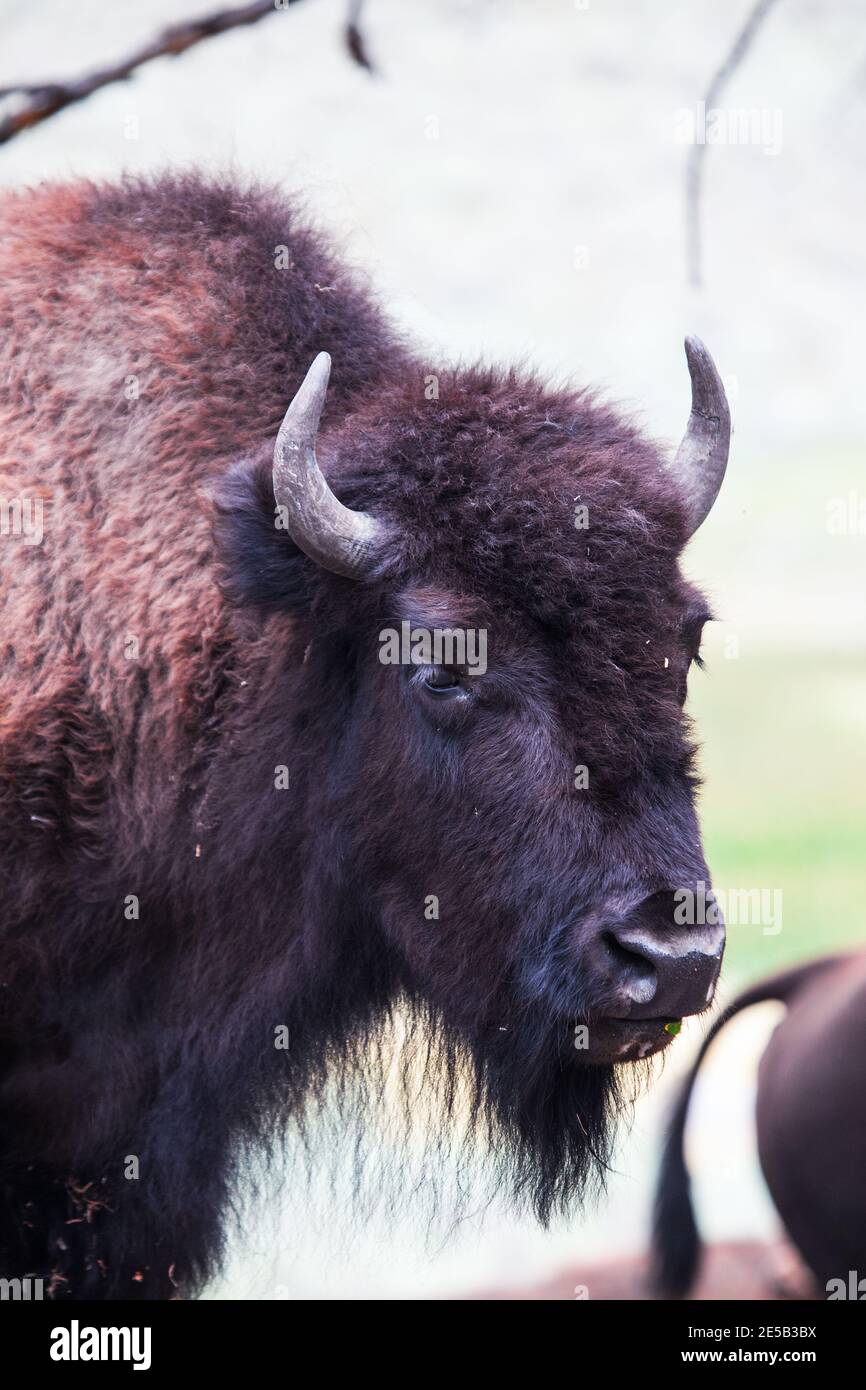 Bisonte, o búfalo americano, cerca del río Yellowstone, entre Tower Junction y Lamar Valley, Parque Nacional Yellowstone, Wyoming. Hay arou Foto de stock