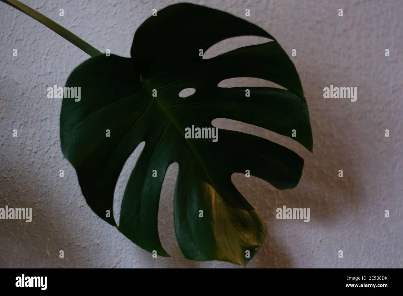 Blatt Grün Zimmerpflanze planta groß Foto de stock