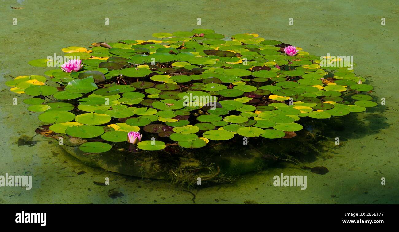 Lilly almohadillas en la superficie de un estanque con flores rosadas Foto de stock