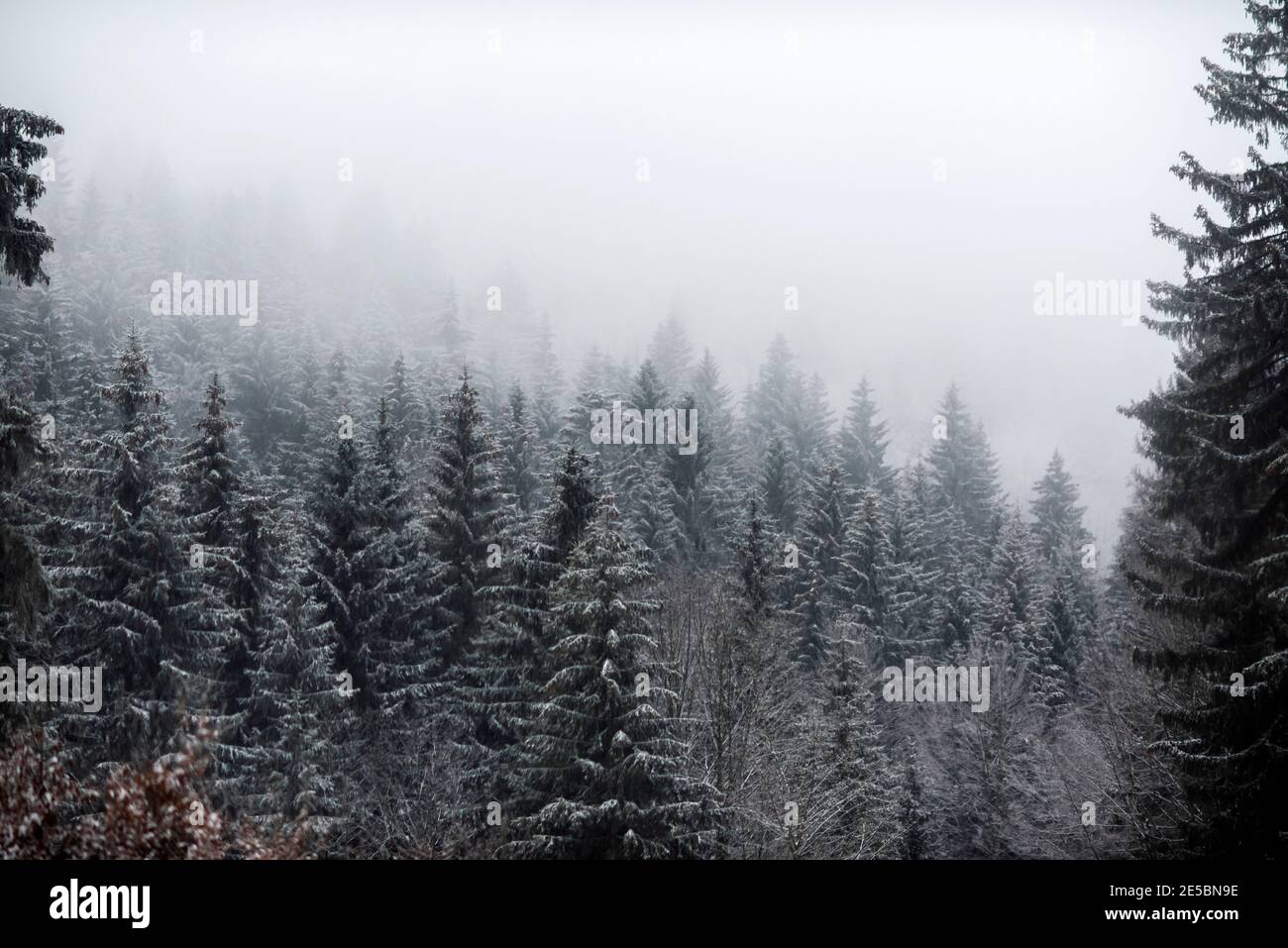 Árboles cubiertos de nieve en el bosque durante una niebla. Foto de stock
