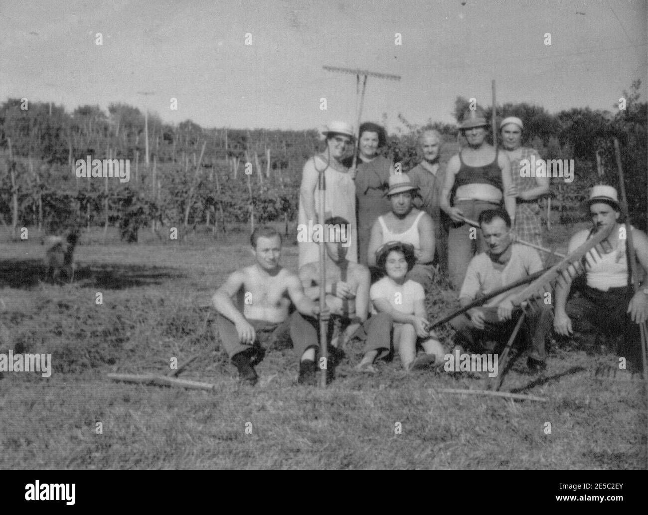 Foto campesino de 1960: en el norte de Italia, la cosecha de heno realizados por toda la comunidad del municipio Foto de stock