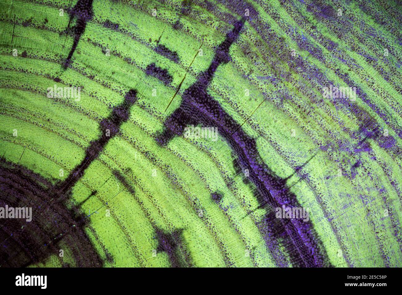 El grano de la madera negra de la langosta bajo la luz UV, mostrando la fluorescencia verde característica. Foto de stock
