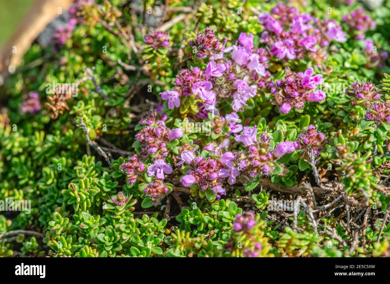 Primer plano de una planta de tomillo Thymus Hybride Rasta Cushions con flores Foto de stock