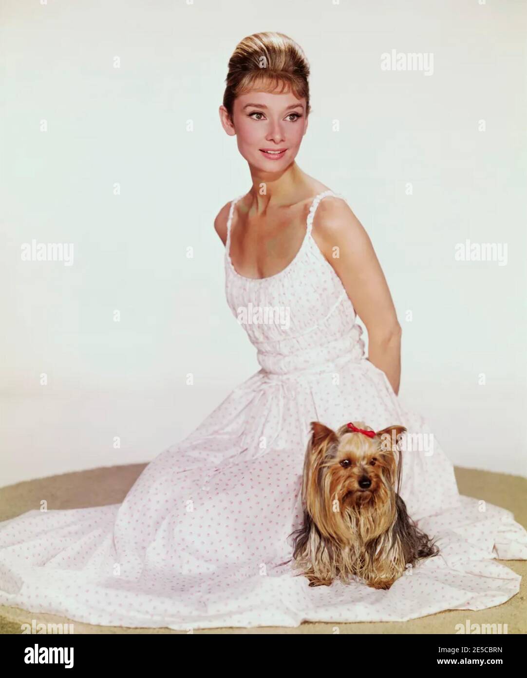 AUDREY HEPBURN (1929-1993) actriz británica de cine alrededor de 1960 con su Yorkshire Terrier Sr. Famous Foto de stock