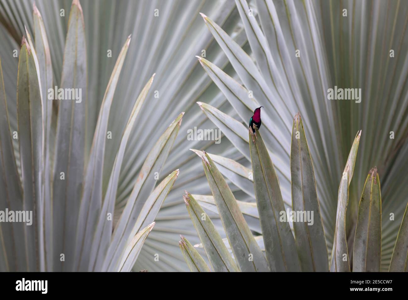 Un colorido color magenta y azul colibrí se sienta en un ventilador palma  Fotografía de stock - Alamy