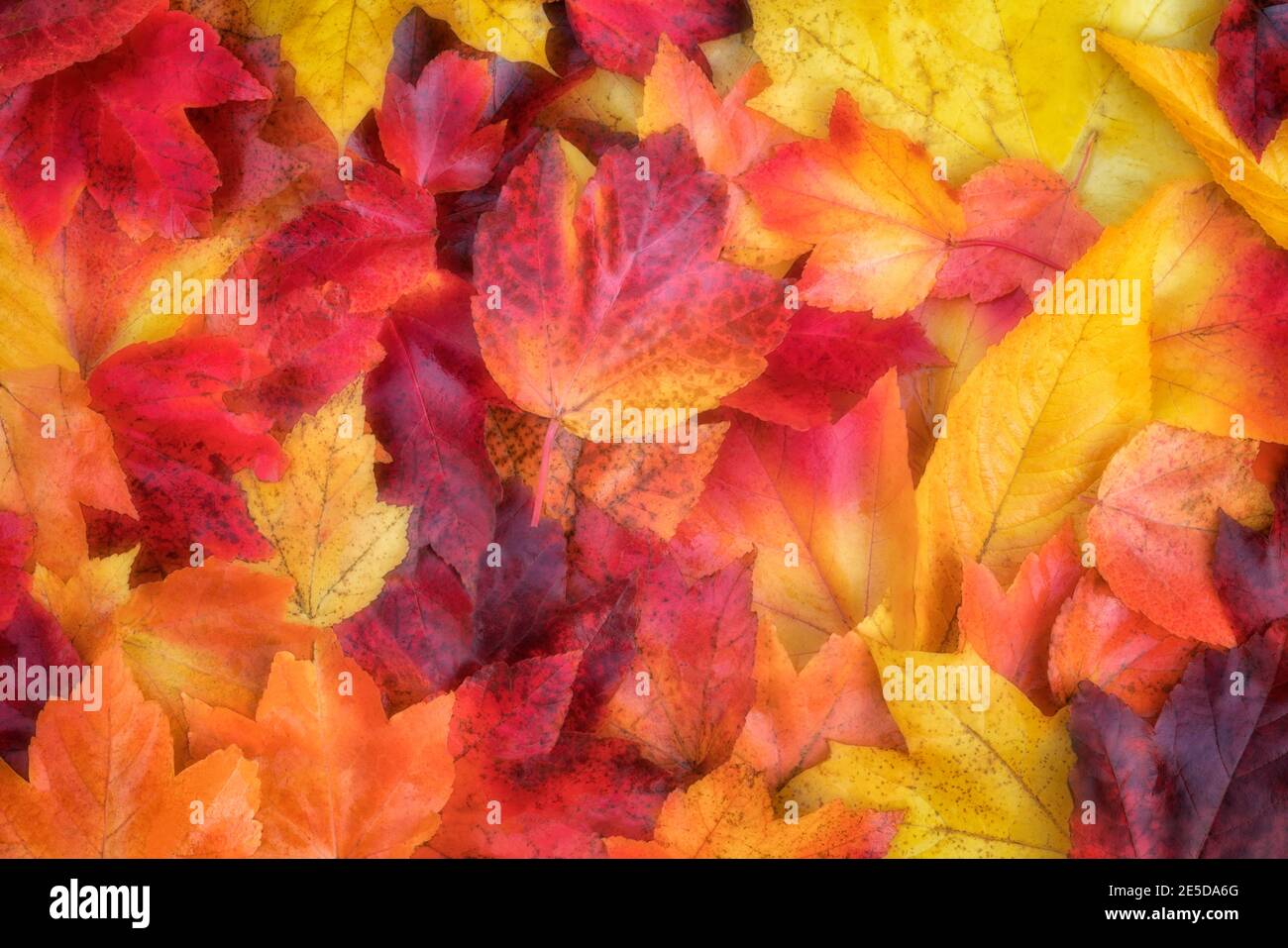Brillante paleta de colores otoñales en el Parque Principal de la Ciudad en Gresham, Oregon. Foto de stock