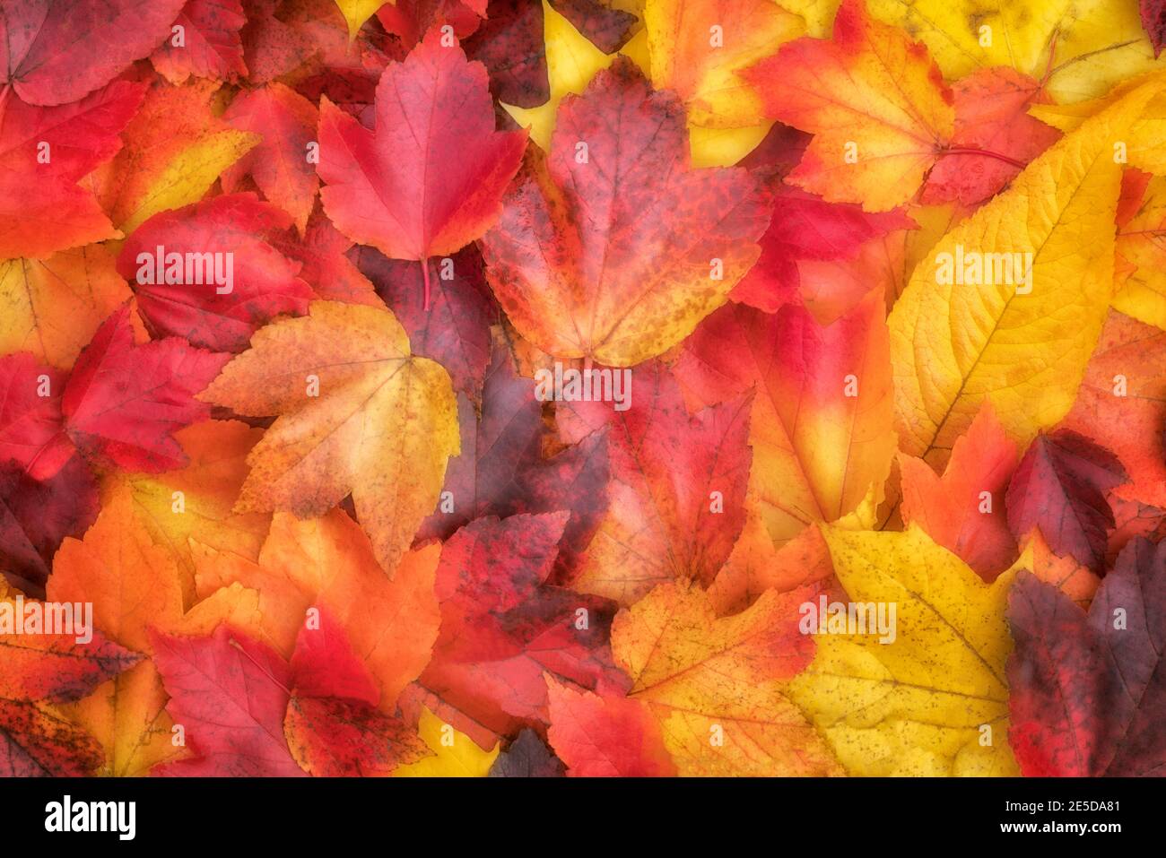 Brillante paleta de colores otoñales en el Parque Principal de la Ciudad en Gresham, Oregon. Foto de stock