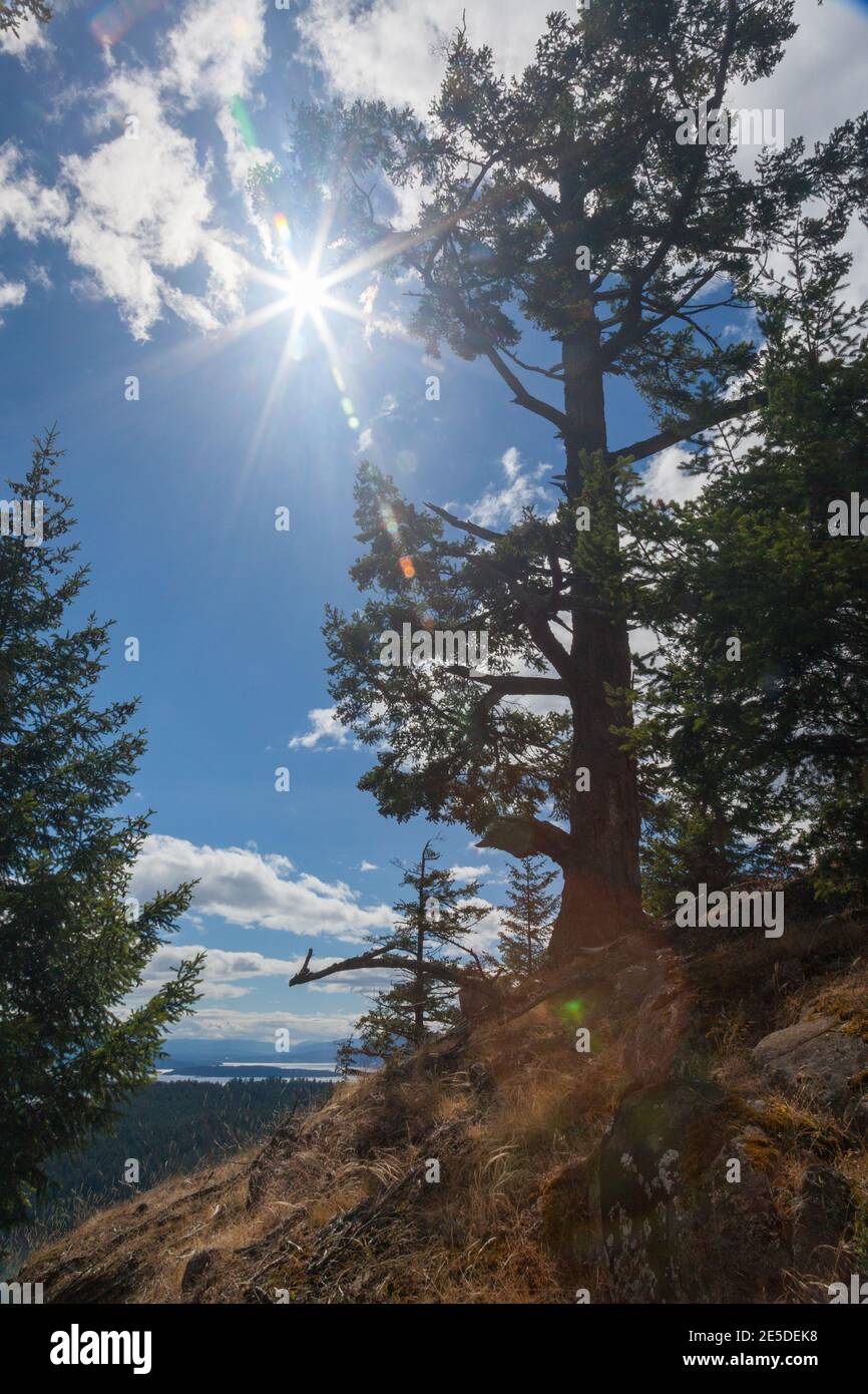 Sunburst a través de los árboles, Pender Island, British Columbia, Canadá Foto de stock