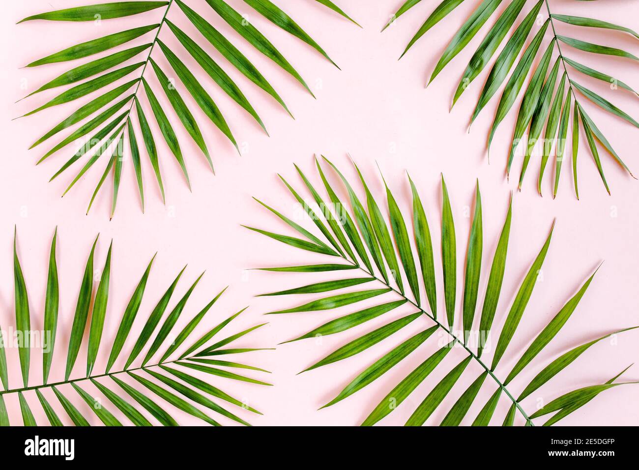 De tormenta meteorito vida Textura hojas de palma verde tropical sobre fondo rosa. Plano, vista  superior Fotografía de stock - Alamy