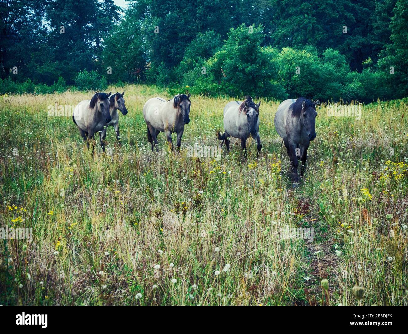 Cinco caballos caminando por un prado, Polonia Foto de stock