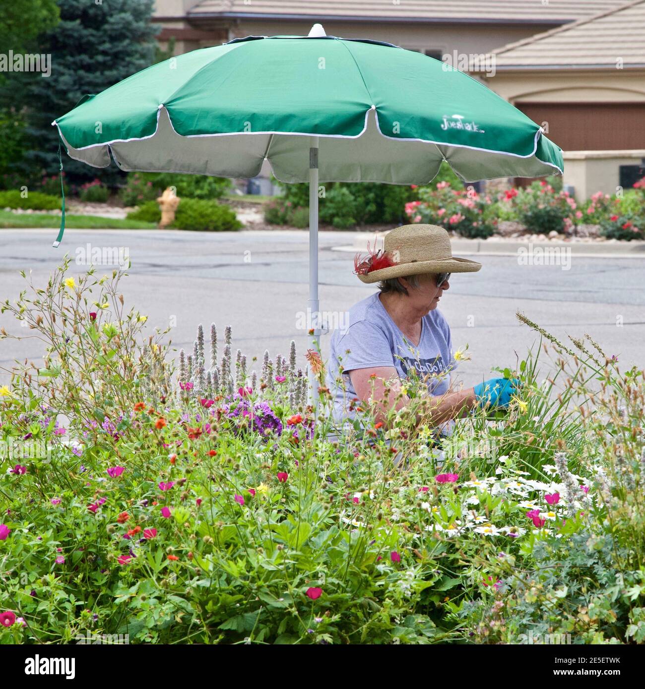 Una jardinera está trabajando diligentemente en su jardín protegido del sol caliente del verano por un paraguas y un sombrero. Foto de stock