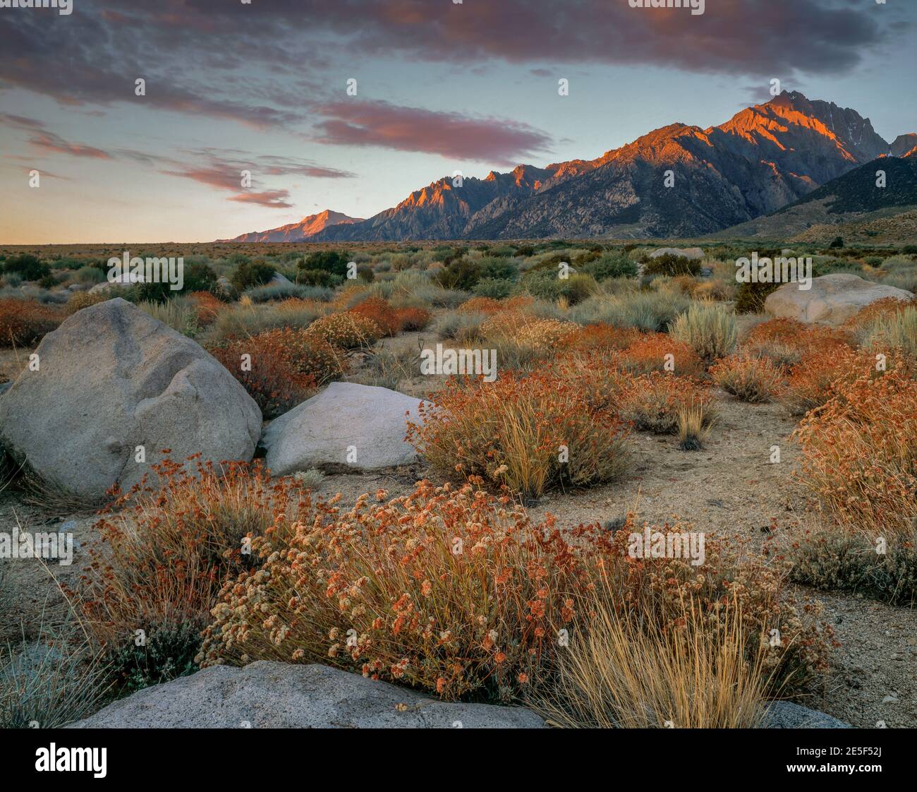 Amanecer, trigo sarraceno, Mt. Williamson, Bosque Nacional Inyo, Sierra Oriental, Sierra Nevada Range, California Foto de stock