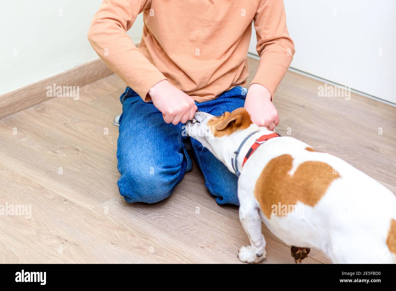 Chica jugando con el perro Jack russell terrier sentado en un piso de parquet en casa. Entrenamiento de Jack Russell Terrier. Foto de stock