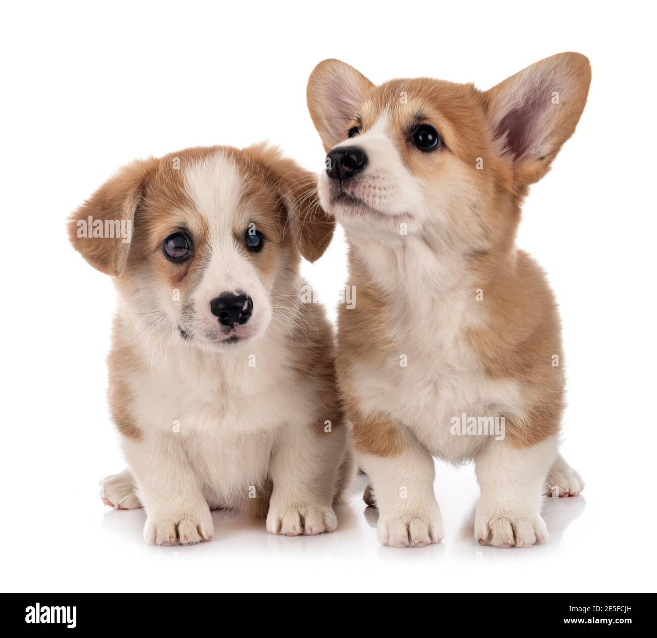 Joven Corgis galeses Pembroke frente al fondo blanco Foto de stock