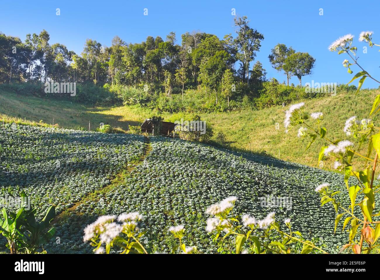 Hermosa plantación de cabbages en la montaña en la provincia de Mae Hong son, Tailandia. Foto de stock