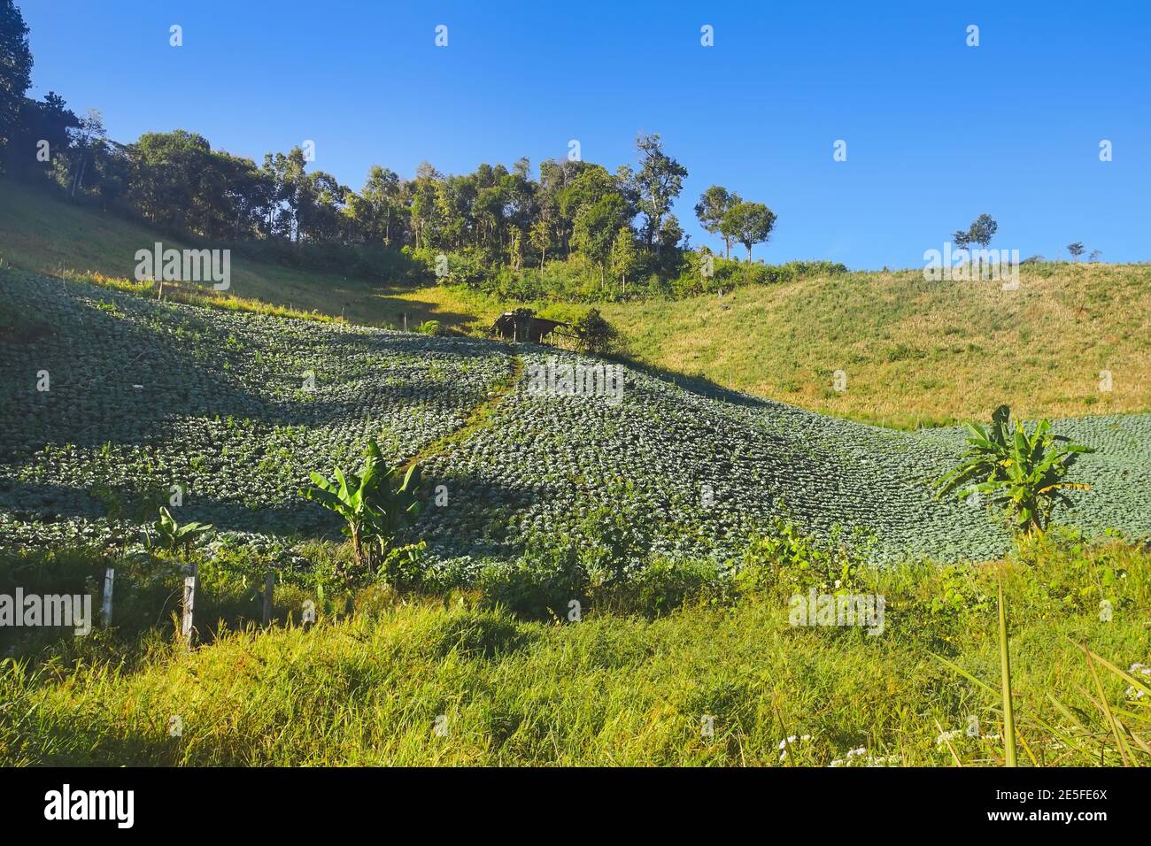 Hermosa plantación de cabbages en la montaña en la provincia de Mae Hong son, Tailandia. Foto de stock