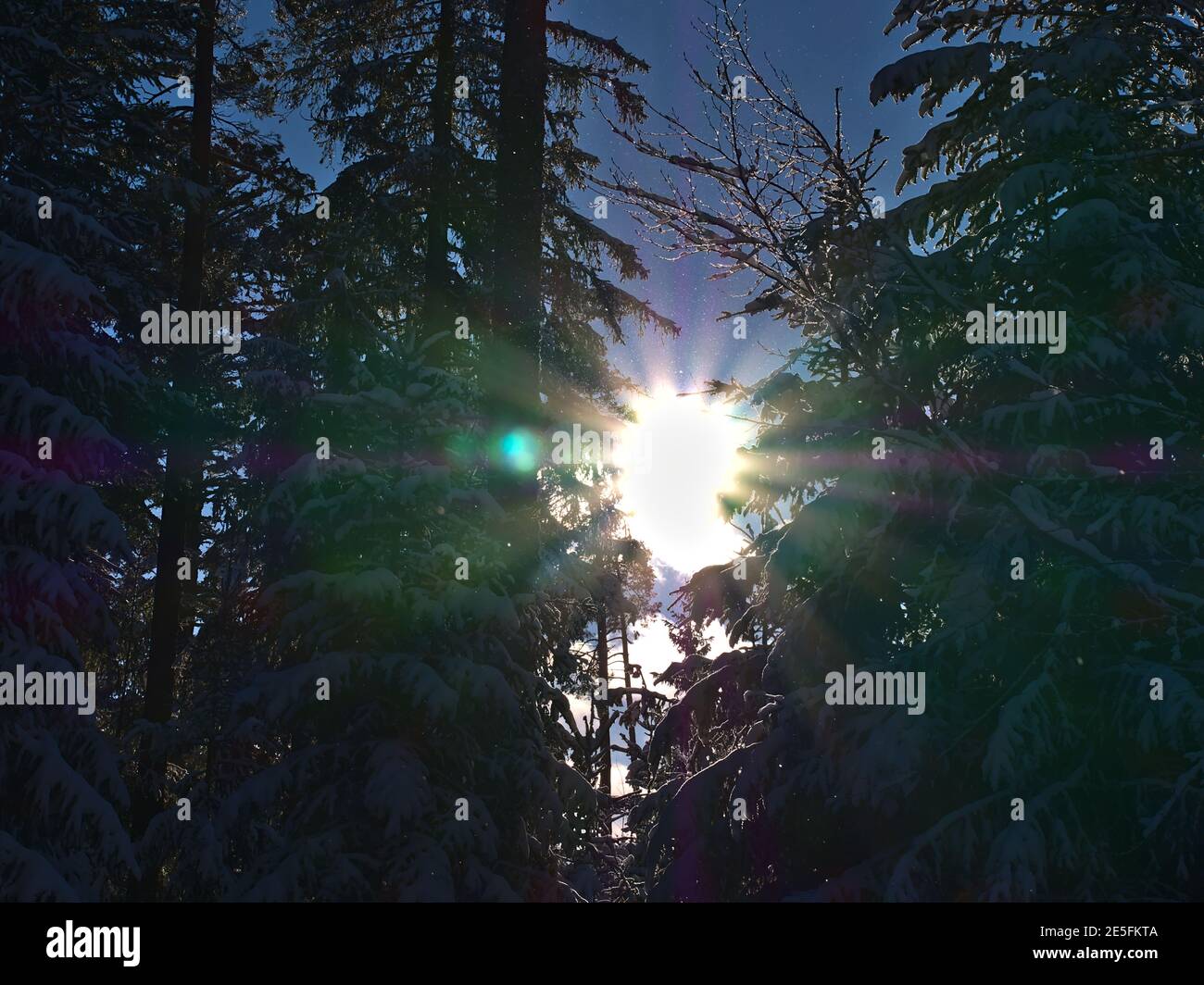 Sol brillante brillando a través del bosque de coníferas cubiertas de nieve cerca de Kniebis, Freudenstadt, Alemania en la cordillera de la Selva Negra. Foto de stock