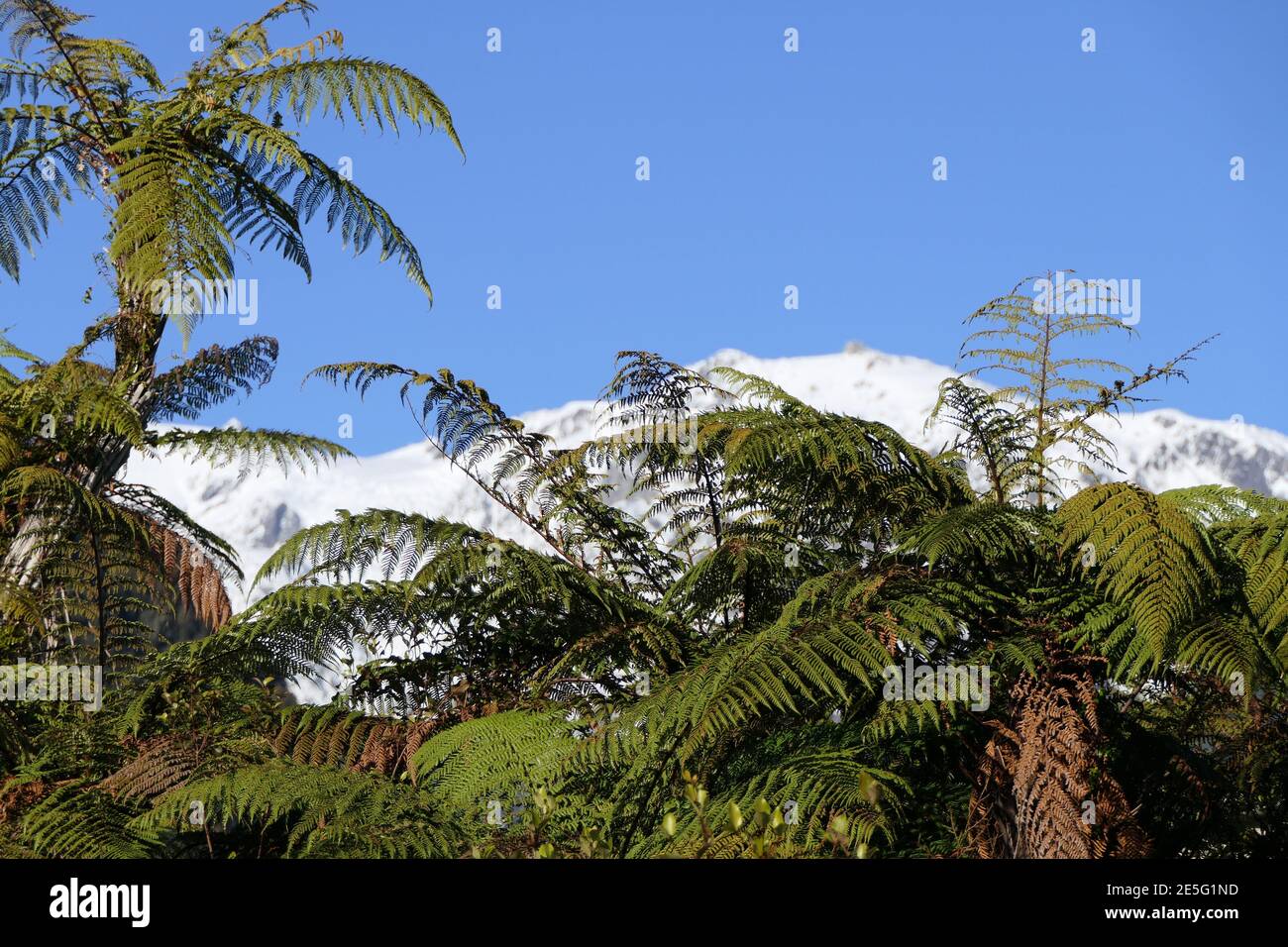 Destino escénico Nueva Zelanda con helechos arborescentes y la nieve Picos cubiertos de los Alpes del Sur Foto de stock