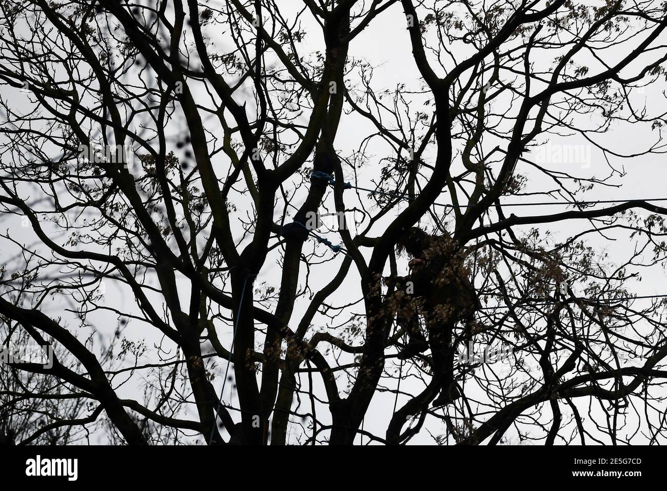 Un activista por la rebelión de extinción es visto en siluetas de un árbol en un campamento improvisado, mientras otros manifestantes ocupan túneles bajo Euston Square Gardens para protestar contra el ferrocarril de alta velocidad HS2, en Londres, Gran Bretaña 28 de enero de 2021. REUTERS/Toby Melville Foto de stock