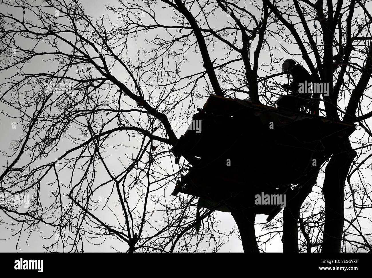 Un agente de la policía es visto silueteado en un árbol cuando comienza a desmantelar un campamento improvisado de activistas de la Rebelión de extinción, mientras otros manifestantes ocupan túneles bajo Euston Square Gardens para protestar contra el ferrocarril de alta velocidad HS2, en Londres, Gran Bretaña 28 de enero de 2021. REUTERS/Toby Melville Foto de stock
