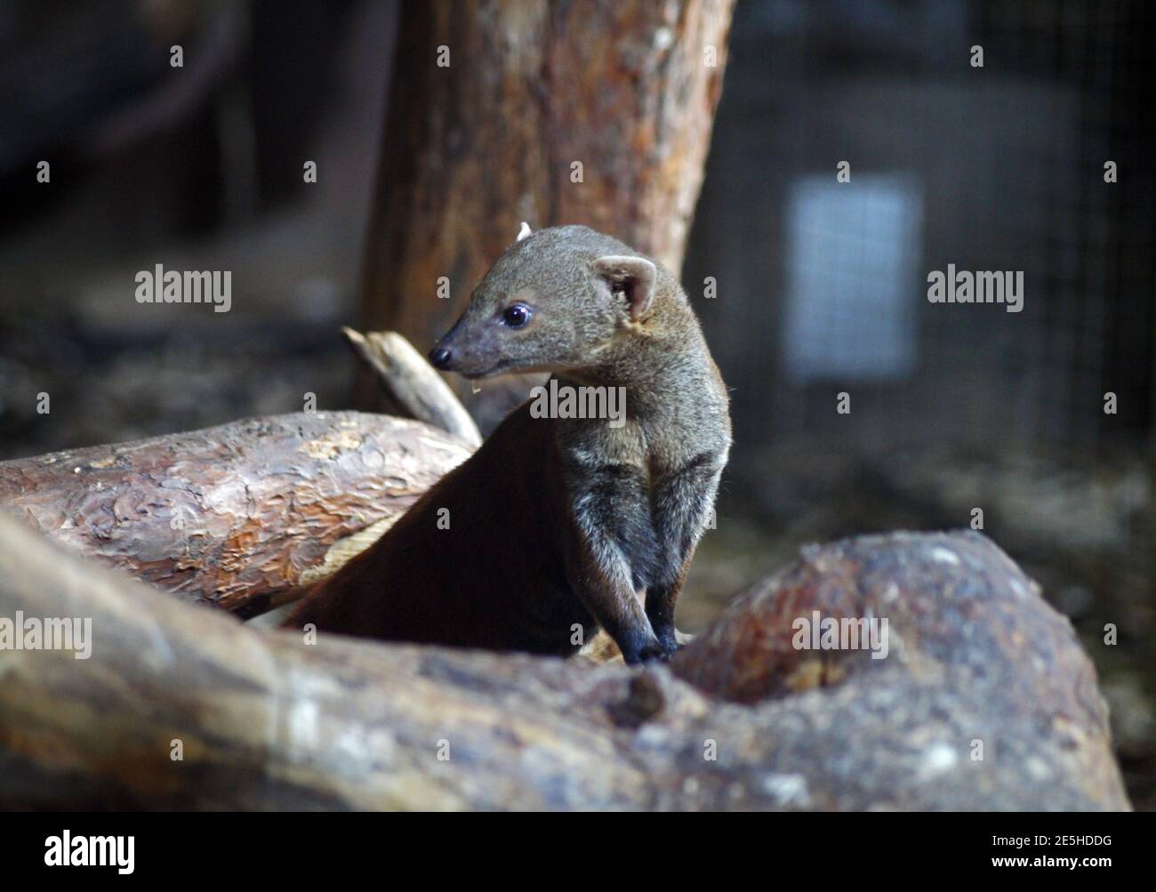Mangosta de cola anillada fotografías e imágenes de alta resolución Alamy