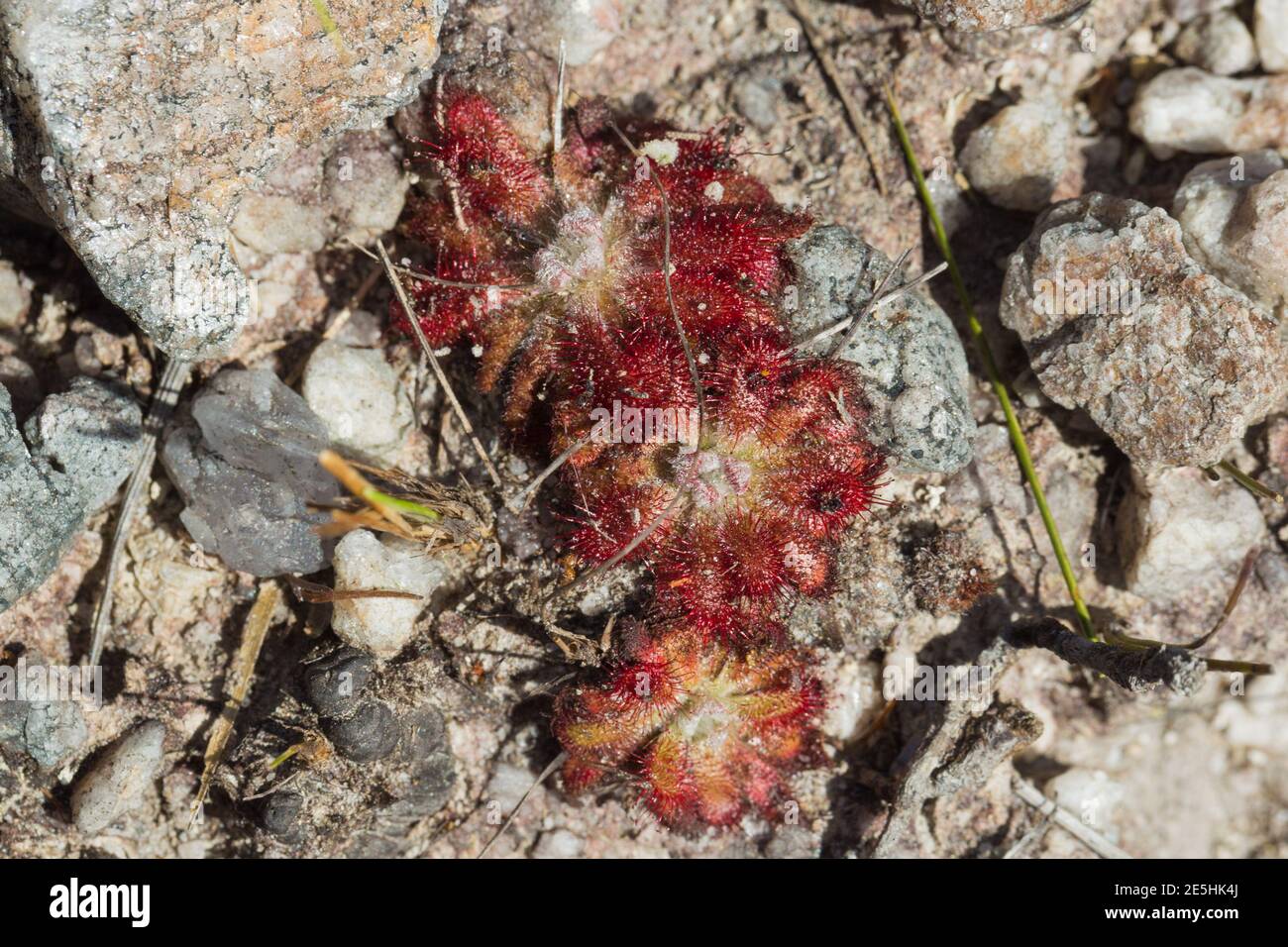 Grupo de plantas bonitas de Drosera spirocalyx, una planta carnívora, en hábitat natural en el Parque Nacional Serra do CIPO en Minas Gerais, Brasil Foto de stock