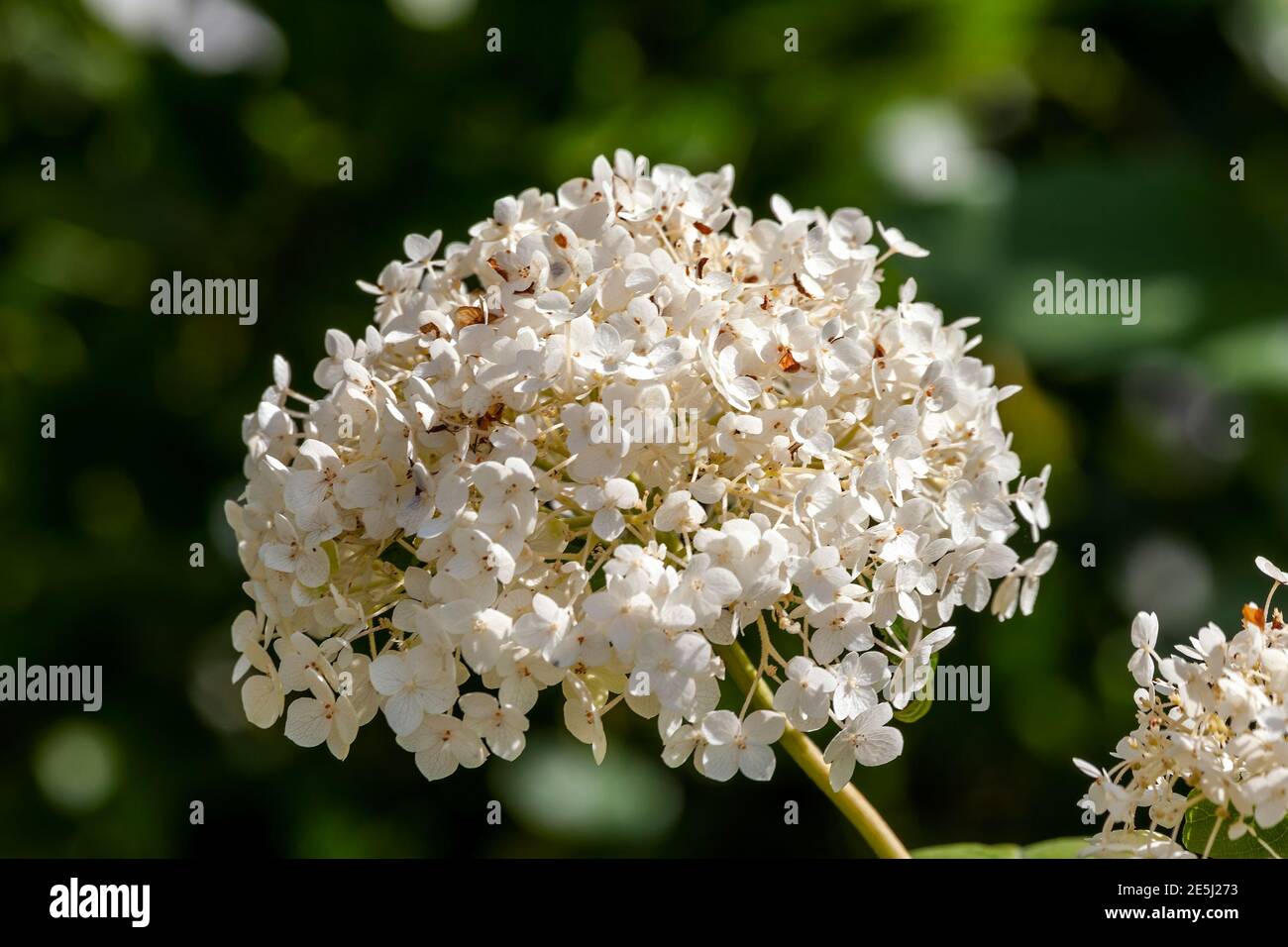 Hydrangea arborescens 'Annabelle' una planta de arbustos con flores de verano con un Flor blanca de verano que abre de julio a septiembre y.. comúnmente conocido Foto de stock