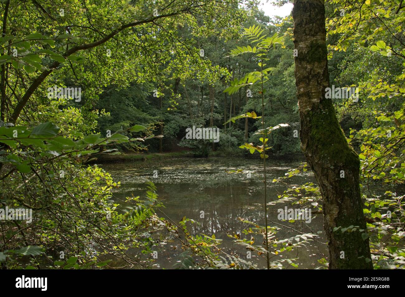Estanque con aguas poco profundas y plantas oxigenantes encerradas en frondosos bosques de hoja caduca a finales del verano, Berkshire, septiembre Foto de stock