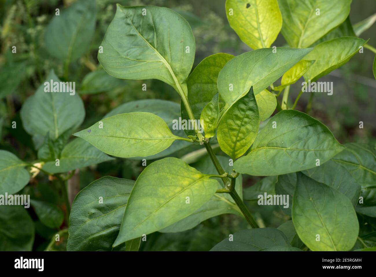 Yellowing, hojas cloróticas de una planta de pimienta de capsicum (Capsicum annuum) con deciencia de hierro en un invernadero, agosto Foto de stock